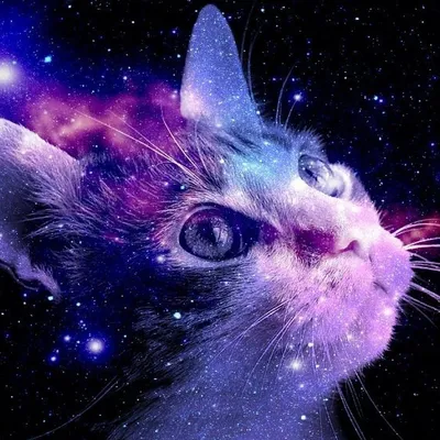 Первый кот в космосе | Котаклизм | Дзен
