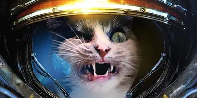 Hobby Paint Котик в космосе Коты Картина по номерам на холсте 40х50