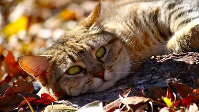 Кошки осенью - 66 фото
