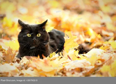 Осень-кошка... (Тамара Степанюк) / Стихи.ру