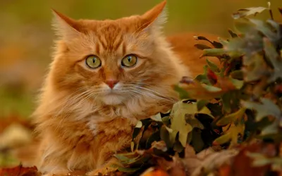 Южный край - Осенний кот, как лист опавший, рыжий 🐈🍁 . Фото  @travel_guide_kchr . 〰️〰️〰️ 📍Вас увидит больше людей - отмечайте нас,  ставьте хэштег #yugkray 〰️〰️〰️ | Facebook
