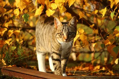 Онлайн пазл «Осенний кот»