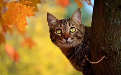 картинки : Дикая природа, Котенок, Осень, Млекопитающее, Фауна, листья,  Бакенбарды, Позвоночный, Осенняя листва, скумбрия, Молодой кот, Дикая  кошка, От маленьких до средних кошек, Кошка как млекопитающее 5184x3456 - -  678024 - красивые картинки - PxHere