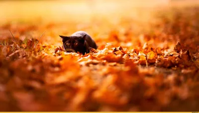 Осенний кот. — Сообщество «Зверьё Моё» на DRIVE2