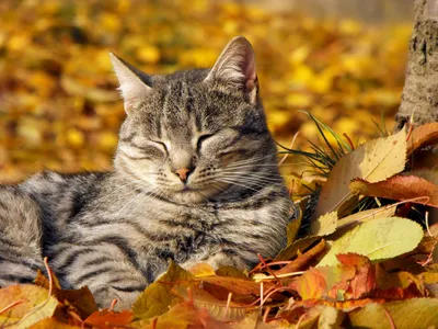Осенний котенок — Фото №1348083