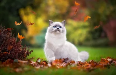 Кошка осень рисунок - 77 фото