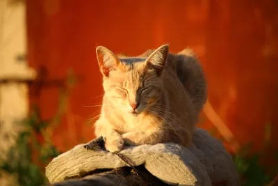 кошка держит осенний кленовый лист. портрет тай-кота в природе. кот играет  с осенними листьями. кошка и осень Стоковое Фото - изображение  насчитывающей коготь, млекопитающее: 231532452