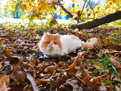 Осень и коты в живописи - 70 фото