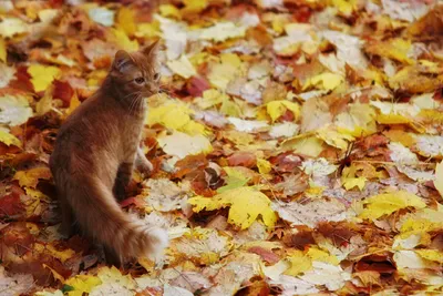 Осень и кот :: Валентин Семчишин – Социальная сеть ФотоКто