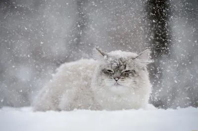 Кот и зима картинки фотографии