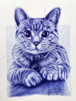 Легкие срисовки котики - Рисование , Животные, для детей от 7 лет |  HandCraftGuide