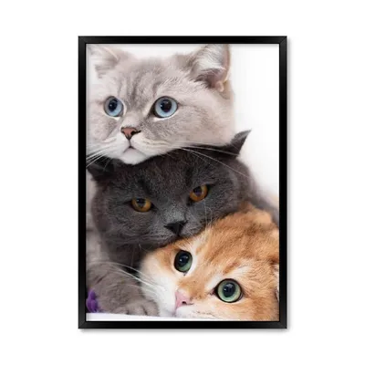 Милые котики в шапочках - 71 фото