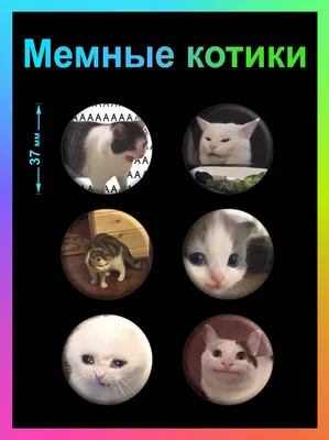 Мартовские котики: во Владивостоке прошла пушистая весенняя выставка -  PrimaMedia.ru