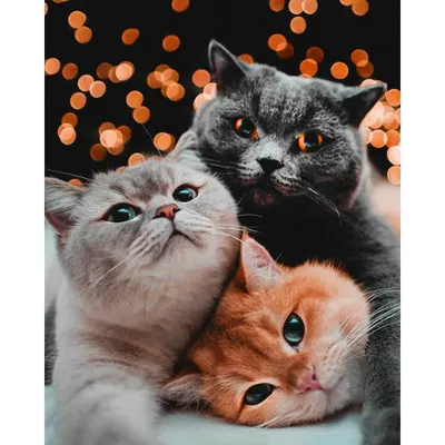 Милые котики обнимаются» — создано в Шедевруме