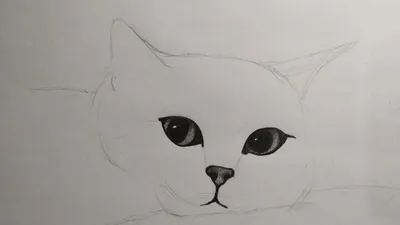 Mofu Sand | Кошачьи картины, Кошачий рисунок, Милые котики