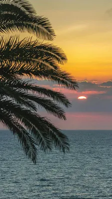 Пальма.пляж.море | Sunset pictures, Scenery wallpaper, Sky aesthetic