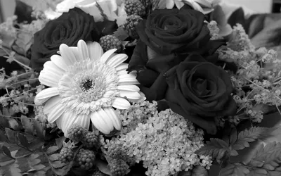 Красивые черно белые картинки цветы фотографии