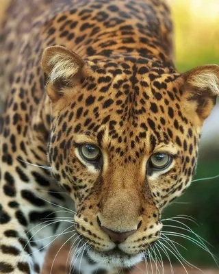 Срочный заказ на красивых диких животных | Пикабу