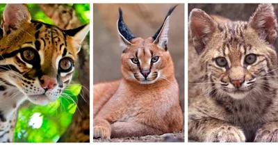 Срочный заказ на красивых диких животных | Пикабу