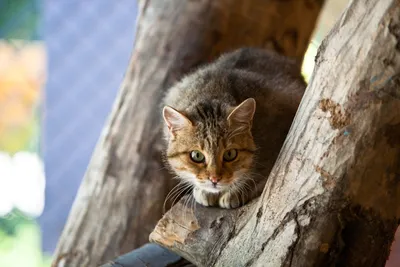 Дико красивые и опасные: топ-7 пород кошек для самых смелых