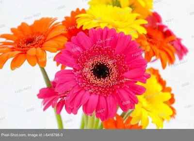 красивые цветы герберы стоковое фото. изображение насчитывающей  ботаническую - 270166278
