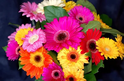 Красивые цветы герберы на цветном фоне :: Стоковая фотография :: Pixel-Shot  Studio