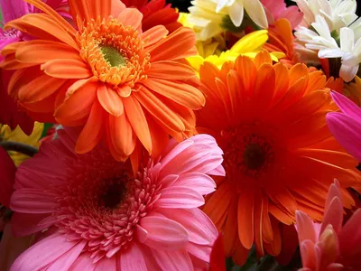 Красивые цветы герберы, вид крупным планом :: Стоковая фотография ::  Pixel-Shot Studio