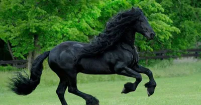 Как выглядит и каким обладает характером самый красивый конь в мире