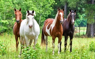 Картинки жеребцы, кони, лошадь, красивые, жеребец, Лошади - обои 1920x1200,  картинка №51335