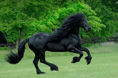 Как выглядит и каким обладает характером самый красивый конь в мире |  17.04.2020 | Краснодар - БезФормата