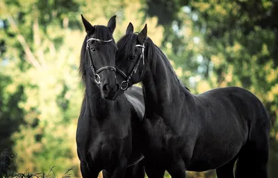 Красивые картинки лошадей - 67 фото