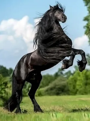 Конь красивый (50 лучших фото)