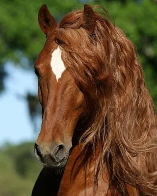 Грива лошади (62 фото) | Коричневая лошадь, Красивые лошади, Лошади