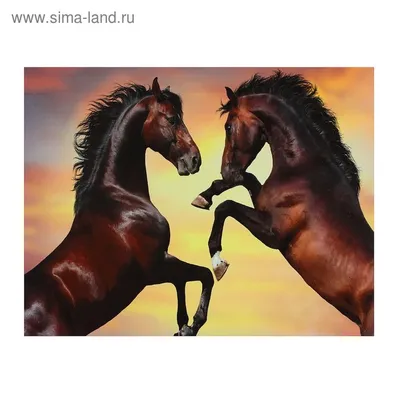 Создать мем \"лошадь, конь, красивый конь\" - Картинки - Meme-arsenal.com