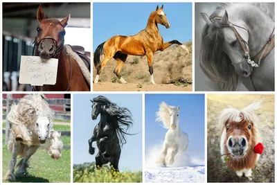 Красивая Женщина И Конь — стоковые фотографии и другие картинки Лошадь -  Лошадь, Вид сзади, Осень - iStock