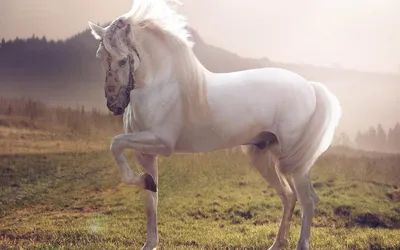Самый красивый конь, Борис Александрович Алмазов – скачать книгу fb2, epub,  pdf на ЛитРес