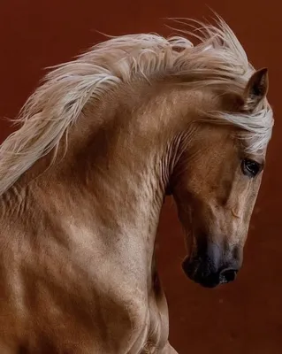 Красивые картинки коней фотографии