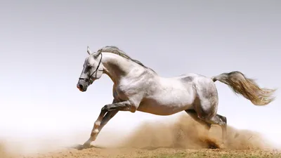 Конь нарисованный - 75 фото