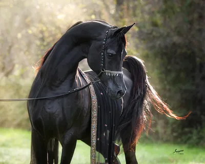 Похоже, это самый красивый конь в мире!