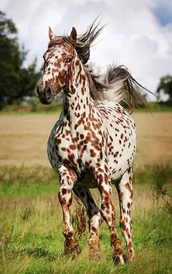 красивый фризский жеребец черных коней Стоковое Фото - изображение  насчитывающей сторона, галопы: 226092088