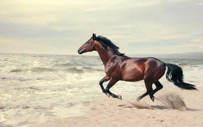 Красивый, пушистый конь, бежит вдоль…» — создано в Шедевруме