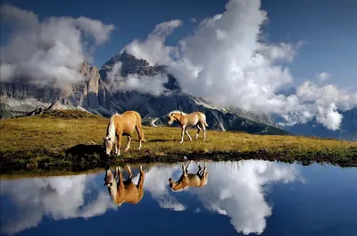 Красивые лошади на природе - красивые фото