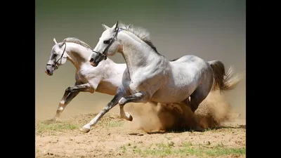 Красивые лошади (48 лучших фото)