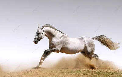 Одна красивая белая лошадь на поле Редакционное Изображение - изображение  насчитывающей природа, грива: 143744085