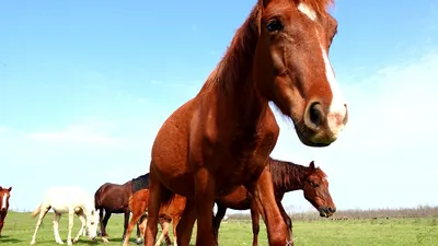 красивые черные лошади картинки лучшие из бесплатных Hd обои лошади  изображения, картинка черного жеребца, жеребец, лошадь фон картинки и Фото  для бесплатной загрузки