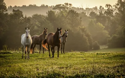 horse and girl 🥰 | Красивые лошади, Любовь лошадей, Фотографии лошадей