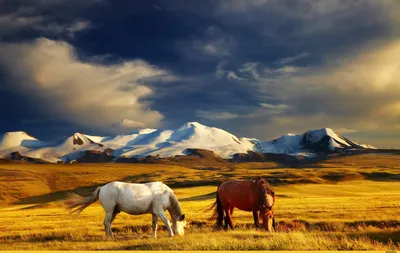 Красивые картинки лошадей на природе фотографии