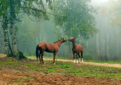 Красивые лошади крупным планом. Кадры, сделанные на лугах Алтая |  Фотопутешествия | Дзен