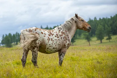 Красивые лошади в захватывающих дух исландских пейзажах