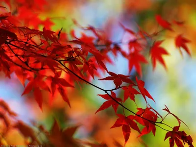 Природа, Осень - Красивые фото обои для рабочего стола комп. windows #24
